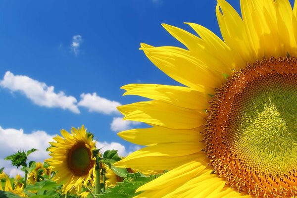 Sunflower close-up on the field