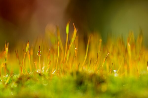 Moss and grass in dew drops