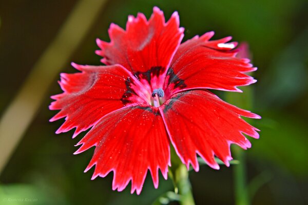 Leuchtend rote Blume mit schwarzen Flecken