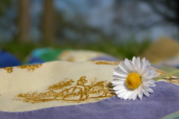 Camomille couché sur un tissu coloré