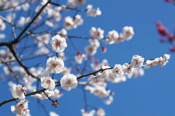 Sakura Giapponese sullo sfondo del cielo