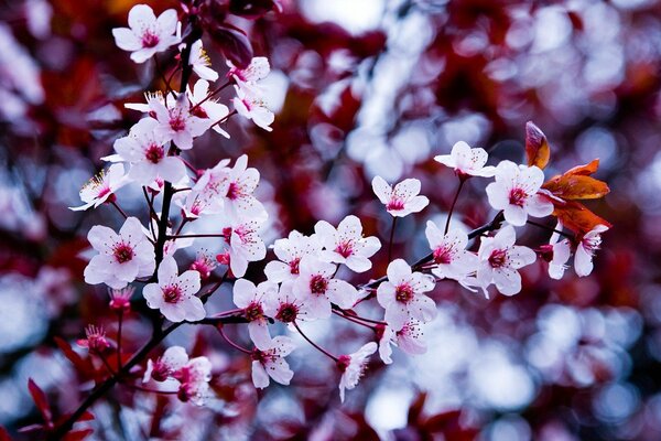 Flor de cerezo en primavera