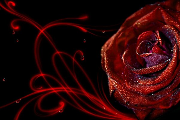 Red rose in dew drops