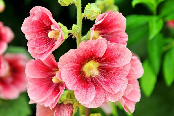 Pink flower. Beautiful picture