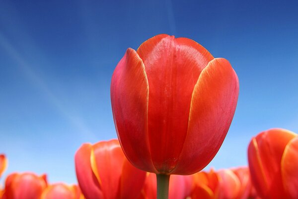 Red tulips and blue sky