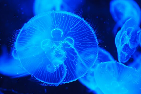 Medusas nadando en las profundidades del océano