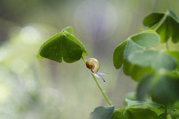 A snail on a stalk. Zedenaya nature