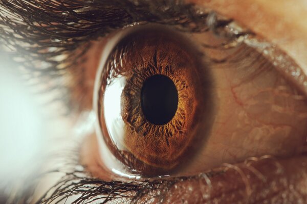 Occhio umano con ciglia folte e lussureggianti
