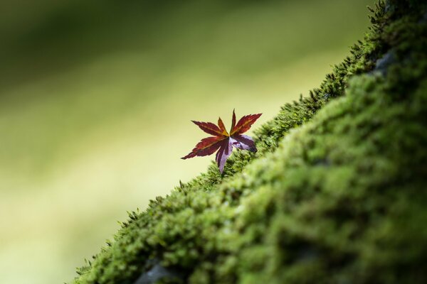 Blatt und Grün um Schönheit