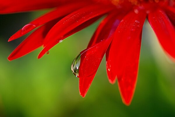 Leuchtend rote Blütenblätter einer Blume mit einem Tautropfen