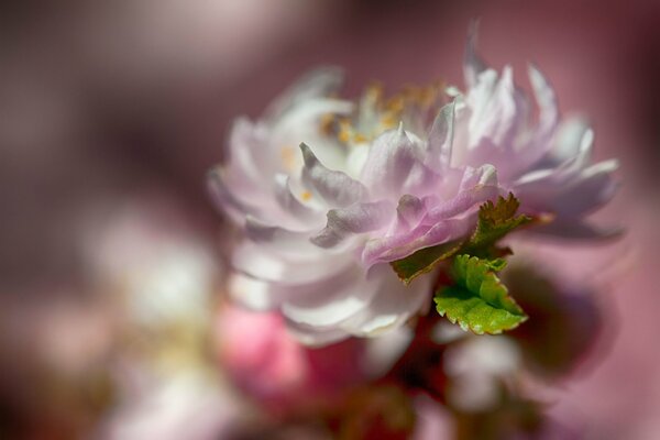 Fleur sur fond flou