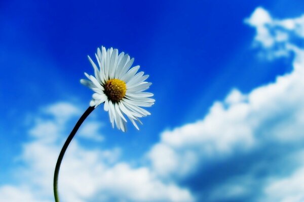 White daisy on the background of a blue sky with clouds