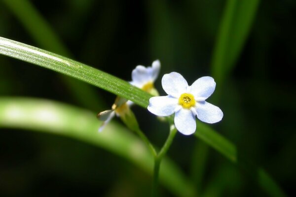 Weiße kleine Blumen im Gras