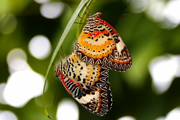 Dos mariposas moteadas sobre un fondo borroso