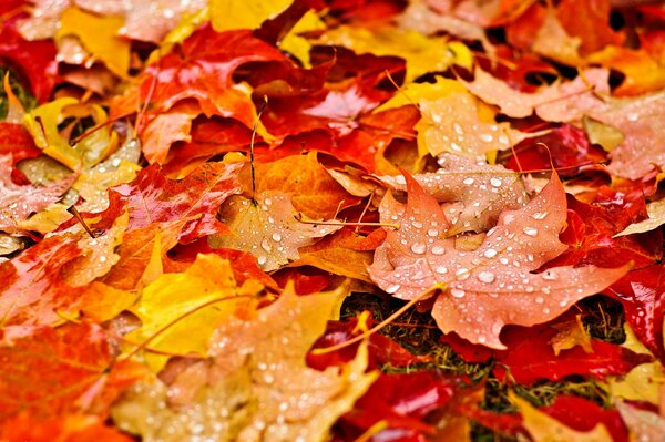 Le foglie gialle hanno coperto la terra come un tappeto