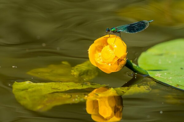 A dragonfly settled on a yellow water lily