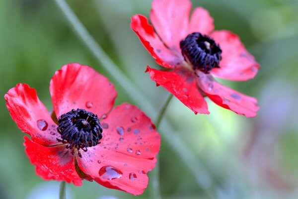 Red flower petals with dew drops