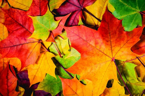 Autumn leaves of different colors