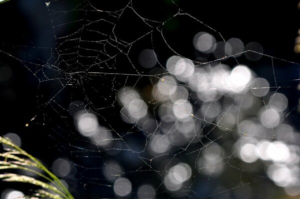 Gros plan de toile d araignée avec des reflets blancs et transparents sur fond noir
