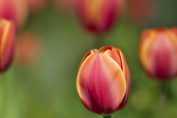 Eine schöne Tulpenblume