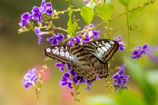 La mariposa pintada eligió la flor púrpura