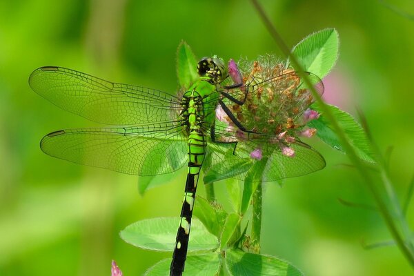 Libélula en una flor de trébol en un campo