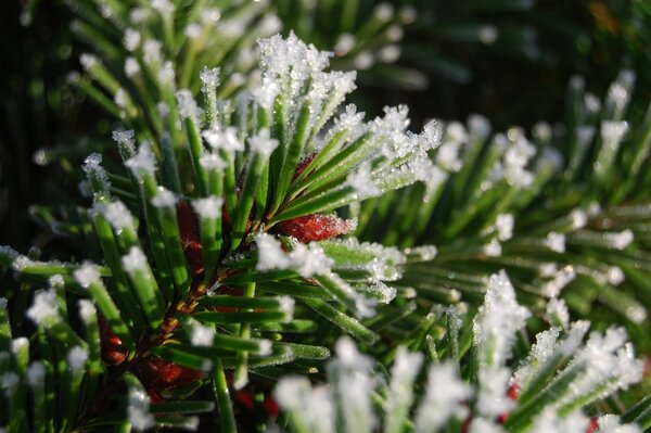 Needles on the branches of spruce in the snow