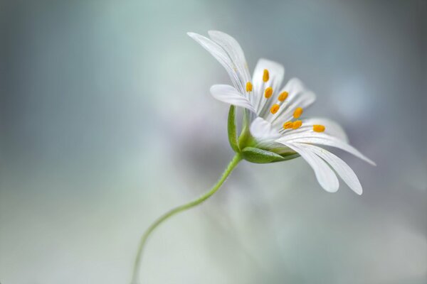 A white flower on a green stem