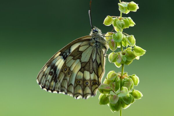 Farfalla Occhi variegato foto per la memoria