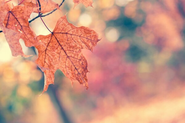 Maple leaves. autumn landscape