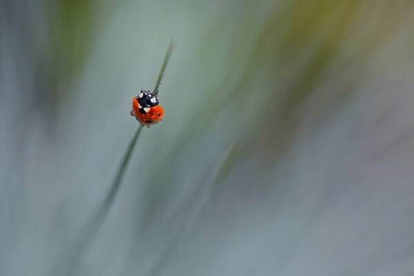 Coccinella appesa al trostinochka