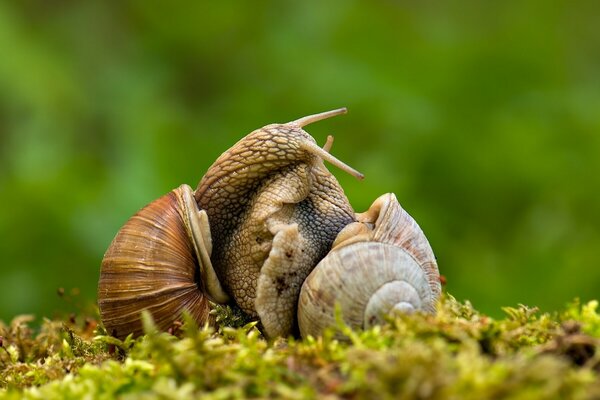 Schnecken haben Liebe