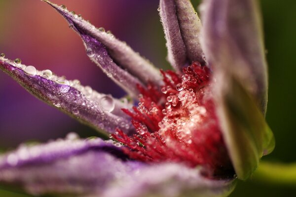 An unusual flower with dew drops