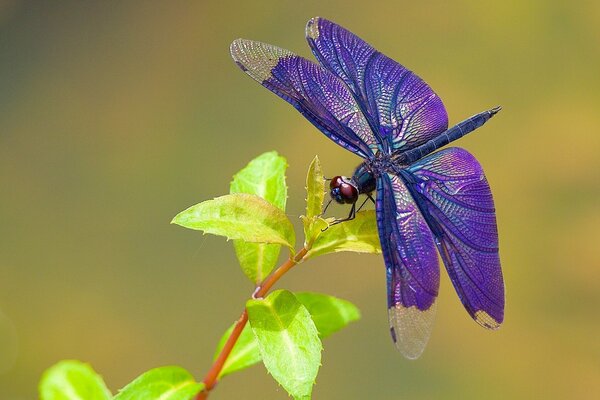 Photo of a dragonfly with purple wings on a branch