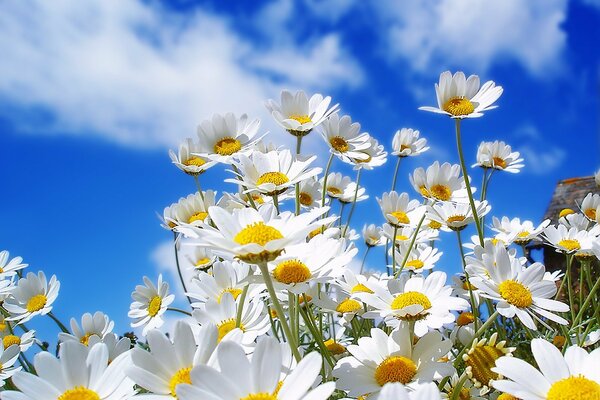 Blauer Himmel und weiße Gänseblümchen