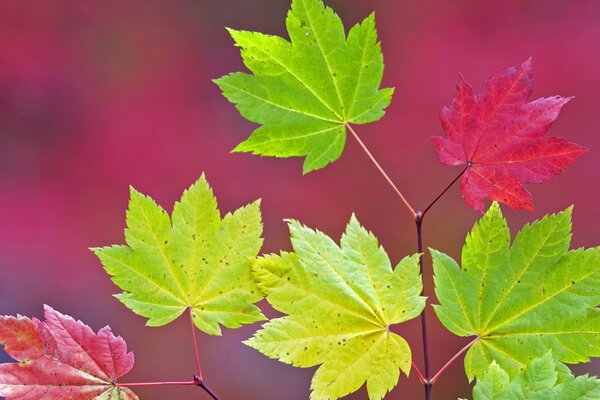 Feuilles d érable colorées sur une branche