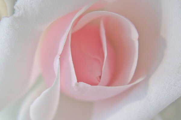 Różowy pączek kwitnącej róży