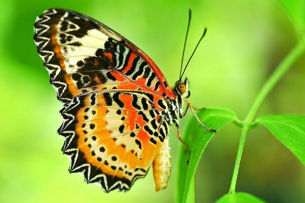 Papillon gros plan sur l herbe