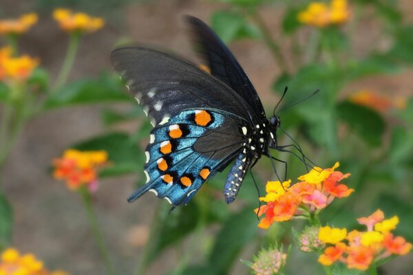 A multicolored butterfly collects pollen on a flower