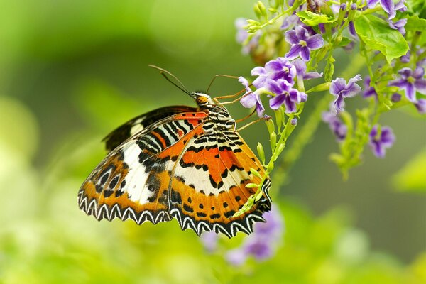 La mariposa del bosque recoge néctar