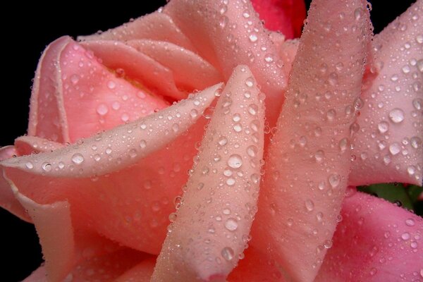 Delicados pétalos de rosa en gotas