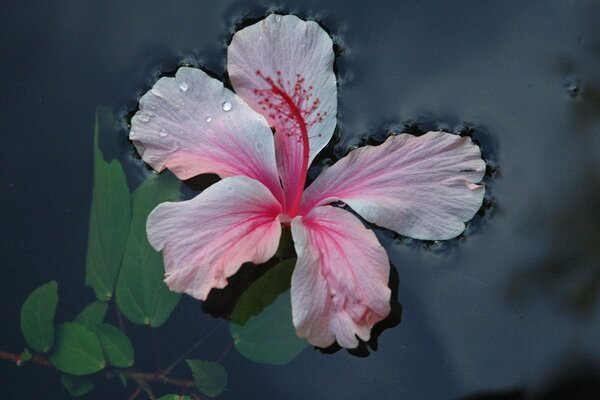 Primo piano di un fiore