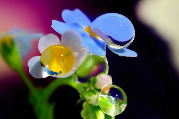 Fotografía macro de una flor de nomeolvides con una gota de rocío