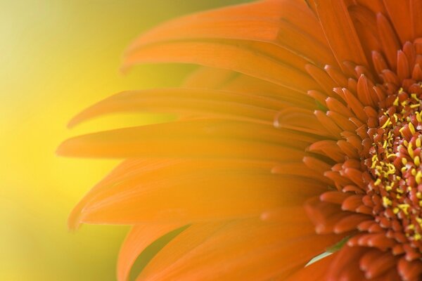 Combinazione di bile e arancione sui petali del fiore