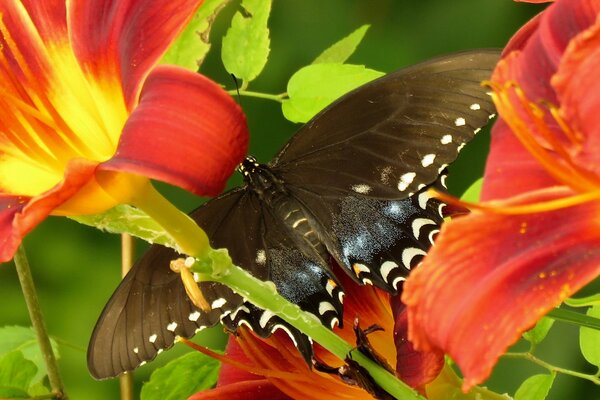 Imagen macro de una mariposa en una flor de lirio