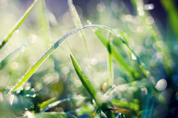 Photographie macro de rosée sur l herbe