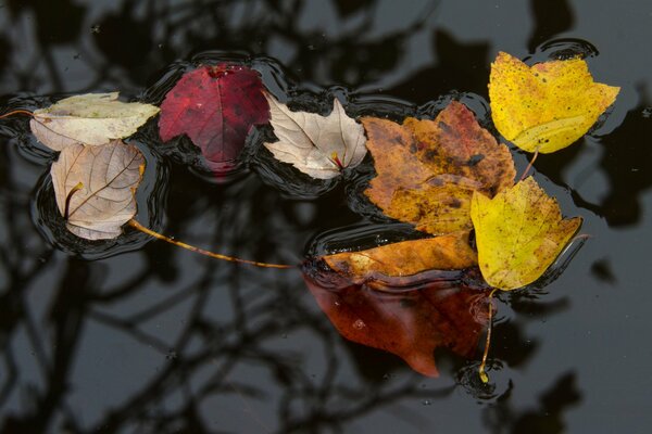 Leaves in the water in autumn