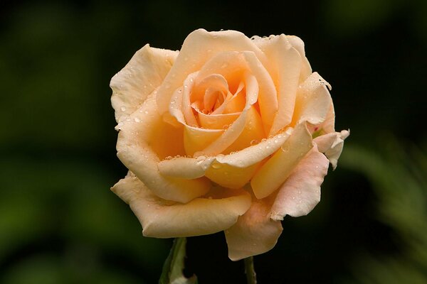 Delicate rose flower in dew