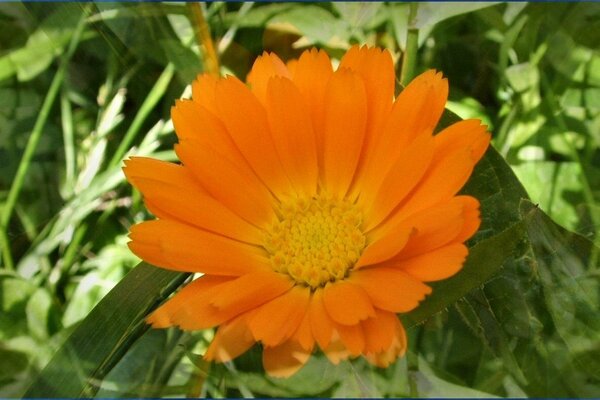 Orange flower in green grass