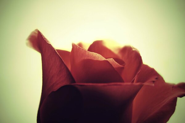 A rose on a green background. Macro